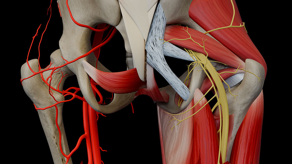 Gluteal Region II:\nVessels, Nerves